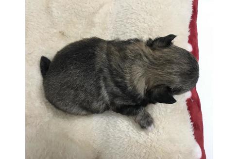 成約済の香川県のチワワ(ロングコート)-50187の1枚目