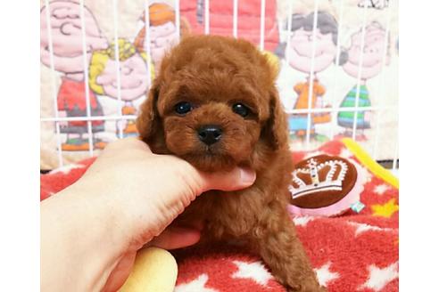 成約済の秋田県のトイプードル-50209の4枚目