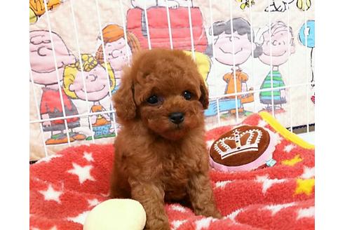 成約済の秋田県のトイプードル-50209の5枚目