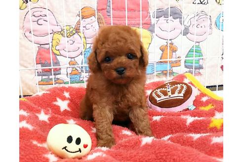 成約済の秋田県のトイプードル-50209の1枚目