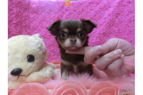 成約済の京都府のチワワ(ロングコート)-50213の3枚目