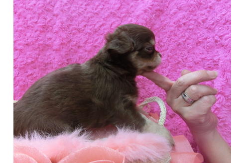 成約済の京都府のチワワ(ロングコート)-50213の2枚目