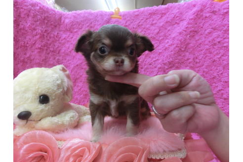 成約済の京都府のチワワ(ロングコート)-50213の1枚目