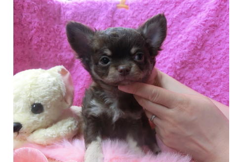 成約済の京都府のチワワ(ロングコート)-50214の3枚目