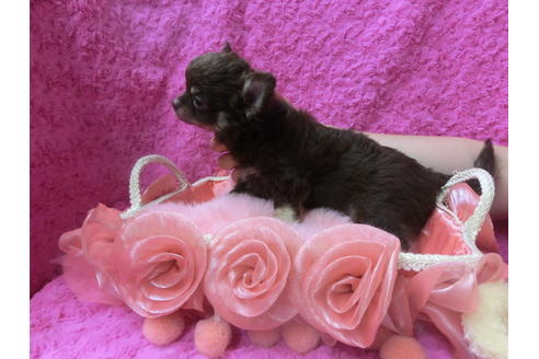 成約済の京都府のチワワ(ロングコート)-50214の2枚目