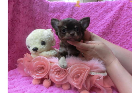 成約済の京都府のチワワ(ロングコート)-50214の1枚目