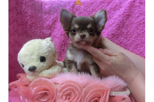 成約済の京都府のチワワ(ロングコート)-50215の3枚目