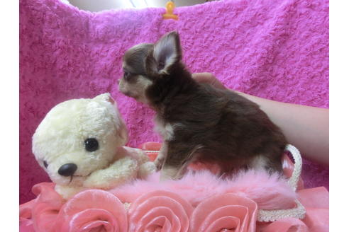 成約済の京都府のチワワ(ロングコート)-50215の2枚目