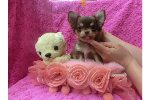 成約済の京都府のチワワ(ロングコート)-50215の1枚目