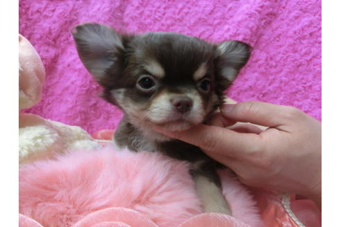 成約済の京都府のチワワ(ロングコート)-50216の3枚目