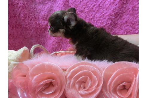 成約済の京都府のチワワ(ロングコート)-50216の2枚目