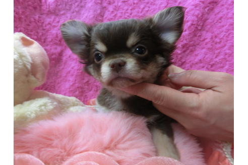 成約済の京都府のチワワ(ロングコート)-50216の1枚目