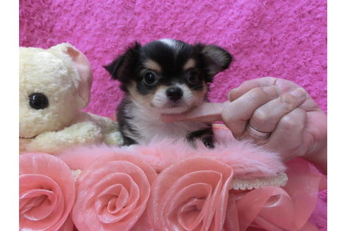 成約済の京都府のチワワ(ロングコート)-50217の3枚目