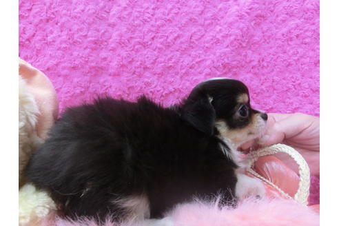 成約済の京都府のチワワ(ロングコート)-50217の2枚目