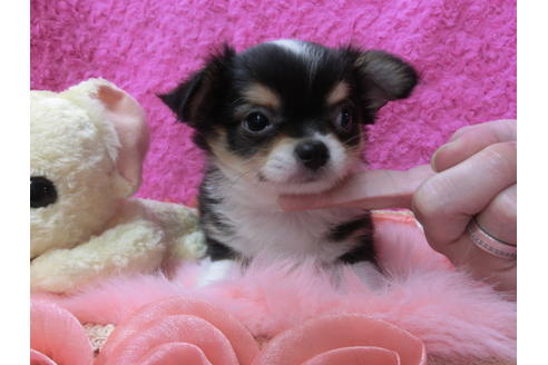 成約済の京都府のチワワ(ロングコート)-50217の1枚目