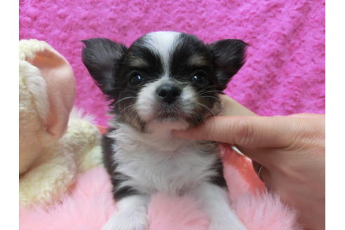 成約済の京都府のチワワ(ロングコート)-50218の3枚目