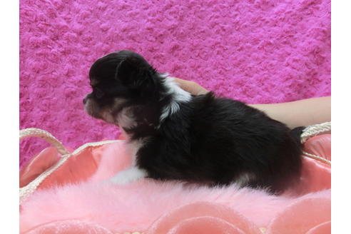 成約済の京都府のチワワ(ロングコート)-50218の2枚目