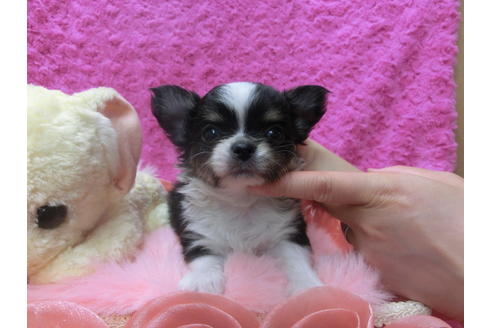 成約済の京都府のチワワ(ロングコート)-50218の1枚目