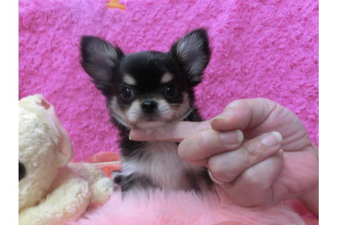 成約済の京都府のチワワ(ロングコート)-50219の3枚目