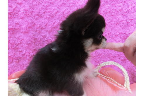 成約済の京都府のチワワ(ロングコート)-50219の2枚目