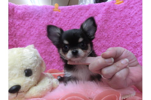 成約済の京都府のチワワ(ロングコート)-50219の1枚目