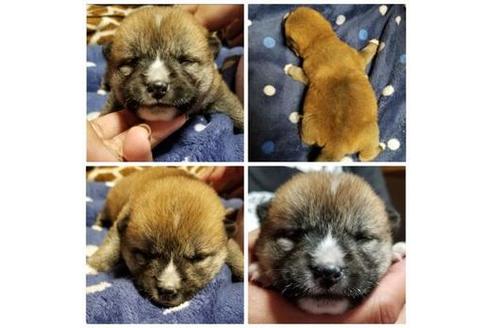 成約済の北海道の柴犬-49856の2枚目