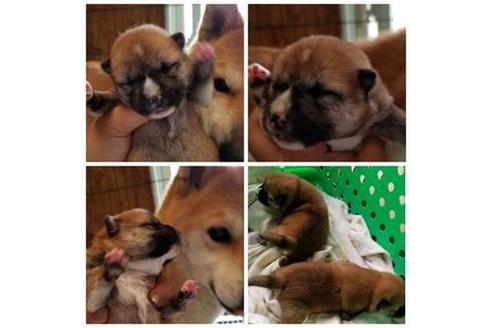 成約済の北海道の柴犬-49856の1枚目