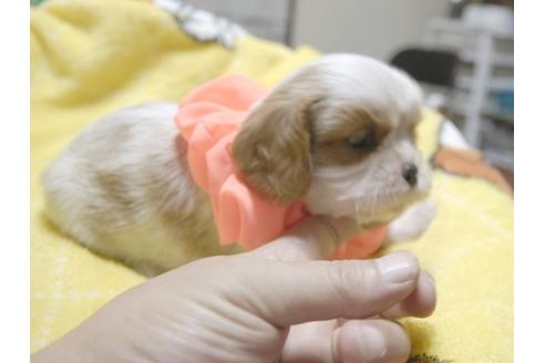 成約済の埼玉県のキャバリアキングチャールズスパニエル-50270の3枚目