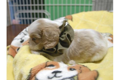 成約済の埼玉県のキャバリアキングチャールズスパニエル-50273の1枚目