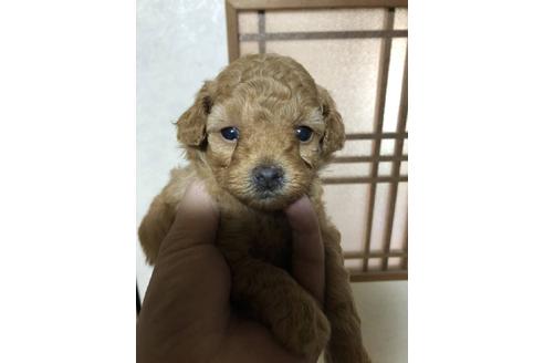 成約済の山口県のタイニープードル-50300の1枚目