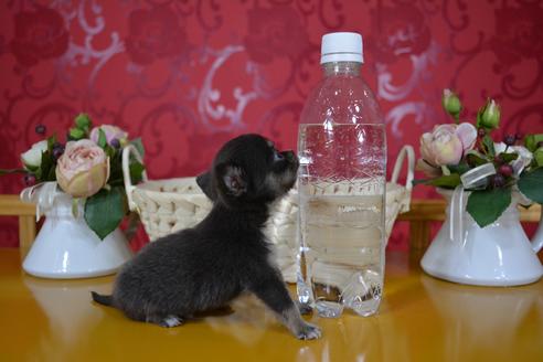 成約済の千葉県のチワワ(ロングコート)-49904の3枚目