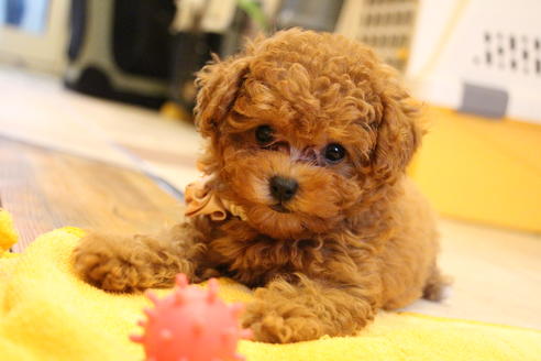 成約済の愛知県のトイプードル-47292の1枚目