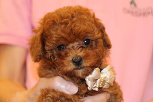 成約済の愛知県のトイプードル-47293の1枚目