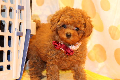 成約済の愛知県のトイプードル-47294の1枚目