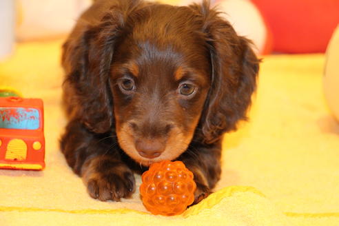 成約済の愛知県のカニンヘンダックスフンド(ロングヘアード)-47337の1枚目