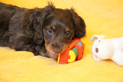 成約済の愛知県のカニンヘンダックスフンド(ロングヘアード)-47338の1枚目