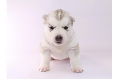 成約済の栃木県のシベリアンハスキー-50349の3枚目