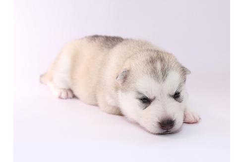 成約済の栃木県のシベリアンハスキー-50349の1枚目