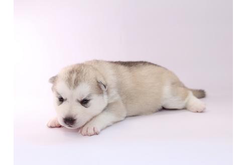 成約済の栃木県のシベリアンハスキー-50349の2枚目