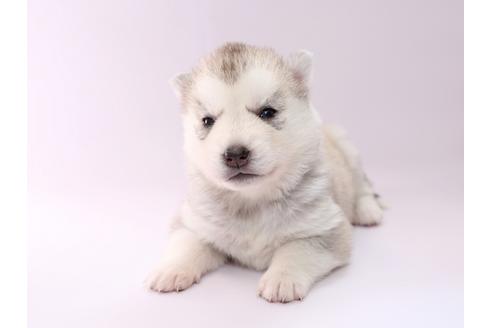 成約済の栃木県のシベリアンハスキー-50350の1枚目