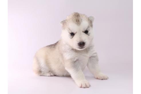 成約済の栃木県のシベリアンハスキー-50350の2枚目