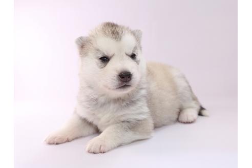 成約済の栃木県のシベリアンハスキー-50350の3枚目