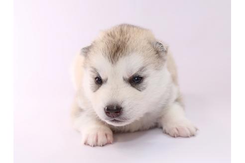 成約済の栃木県のシベリアンハスキー-50351の1枚目