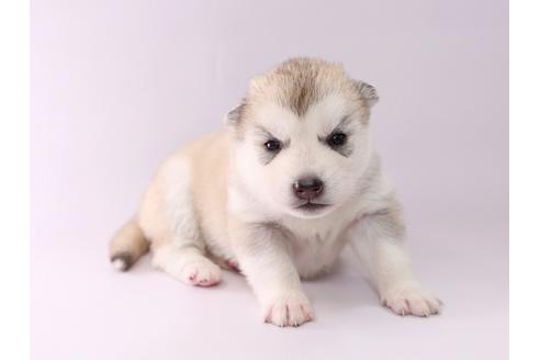 成約済の栃木県のシベリアンハスキー-50351の2枚目