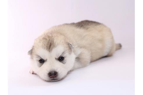 成約済の栃木県のシベリアンハスキー-50351の3枚目