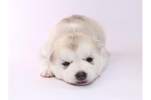 成約済の栃木県のシベリアンハスキー-50352の1枚目