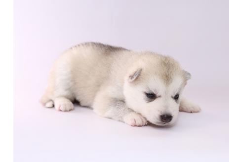 成約済の栃木県のシベリアンハスキー-50352の2枚目