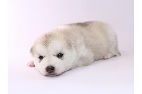 成約済の栃木県のシベリアンハスキー-50352の3枚目