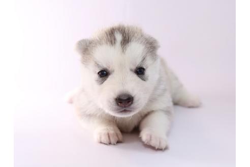 成約済の栃木県のシベリアンハスキー-50353の1枚目