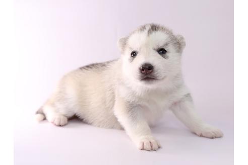 成約済の栃木県のシベリアンハスキー-50353の2枚目